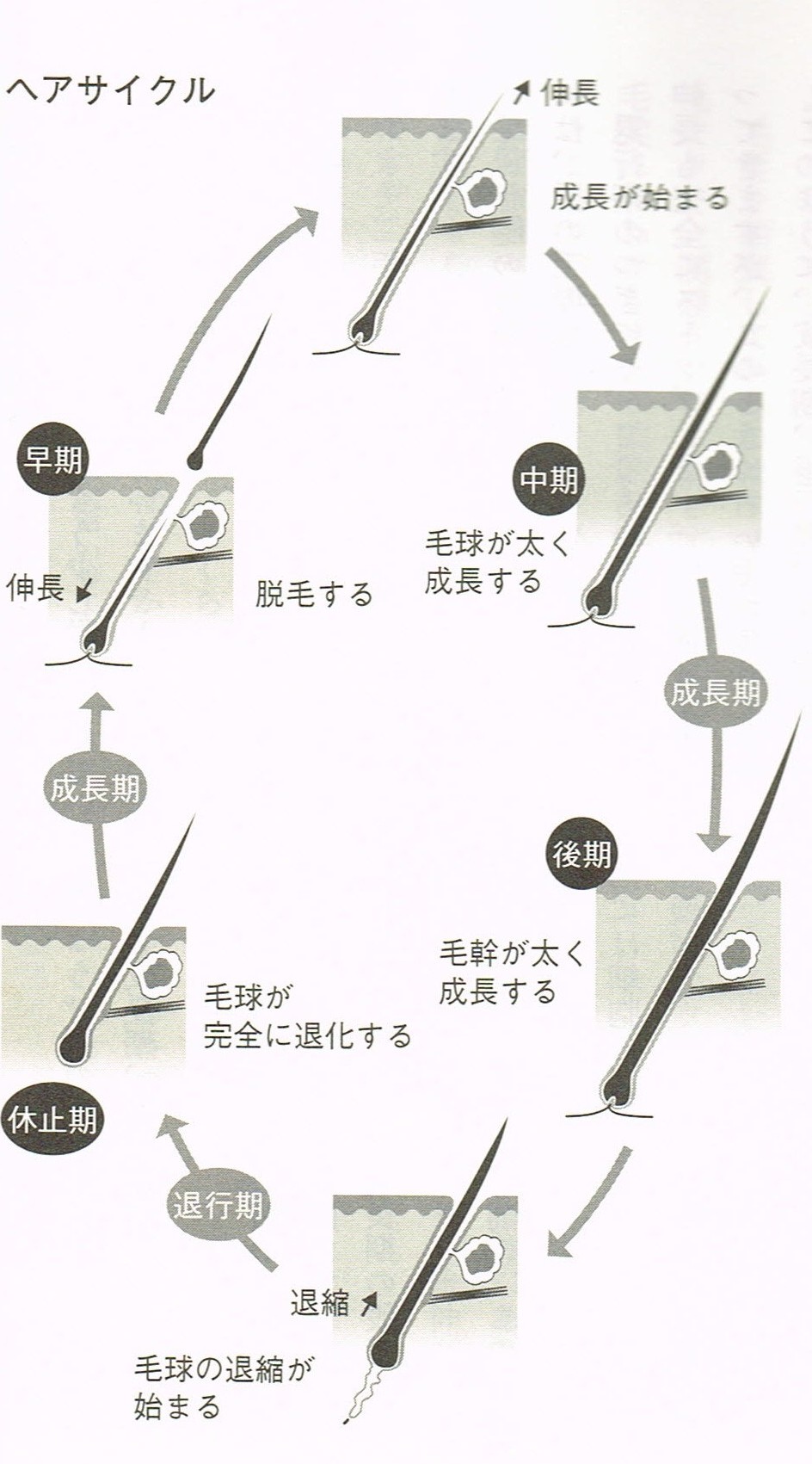 女性の抜け毛、薄毛、円形脱毛症の対策・１