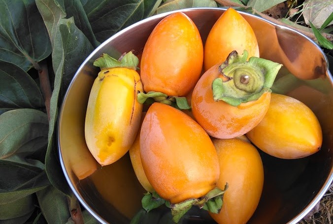 薬効多い、秋の味覚♪