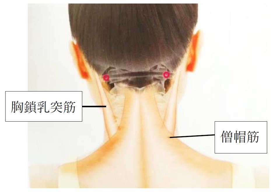 ツボ：風邪と脳を活発化のツボ・風池