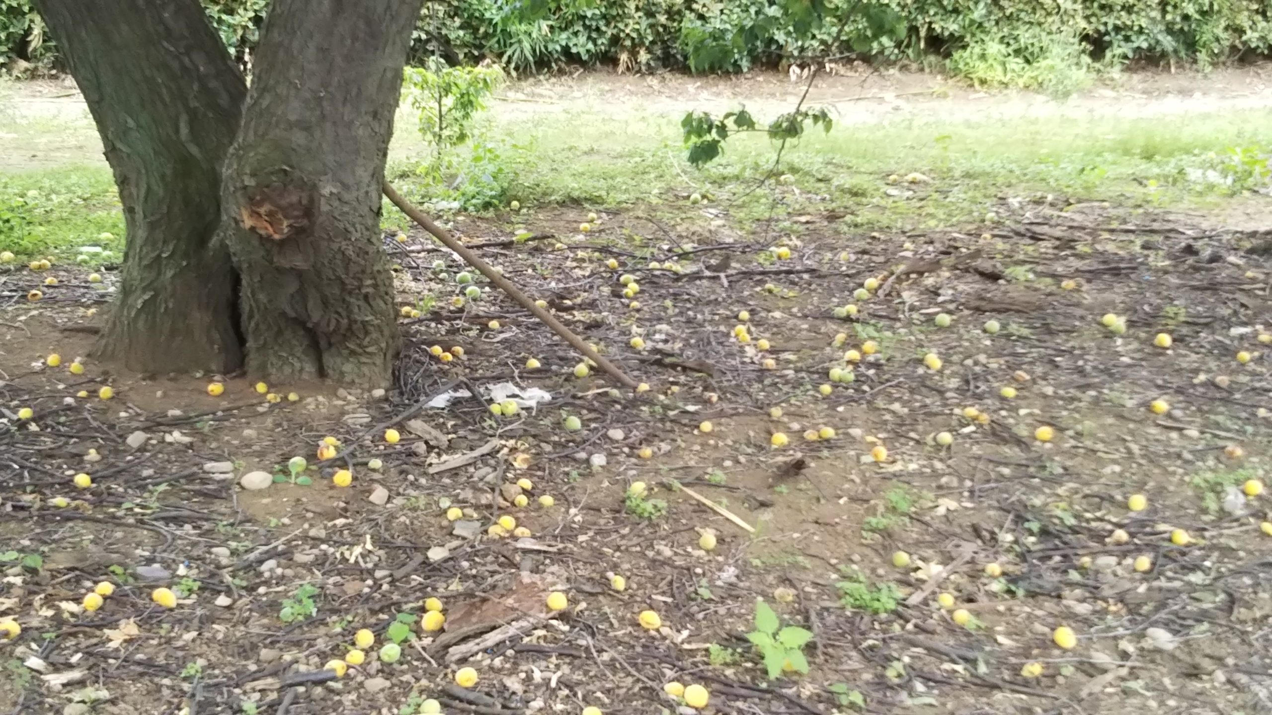 梅の実を蒸すと・・？