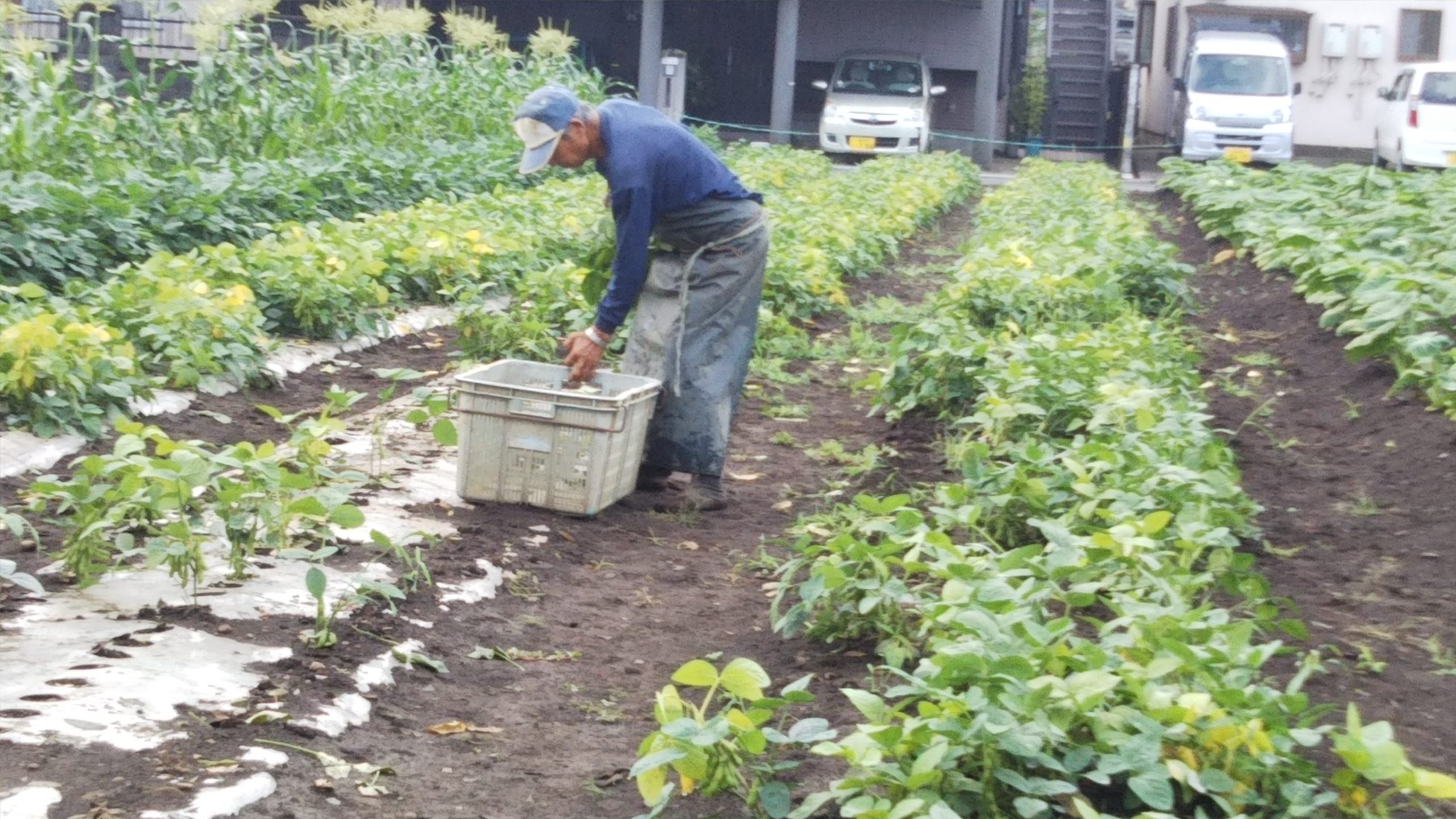 梅雨時に利湿作用のある野菜。