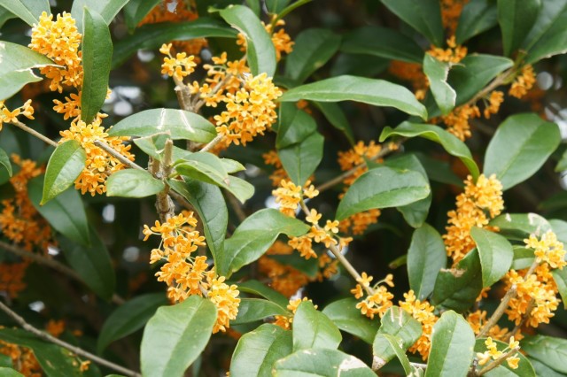 木犀で、秋の夜長を楽しもう♪