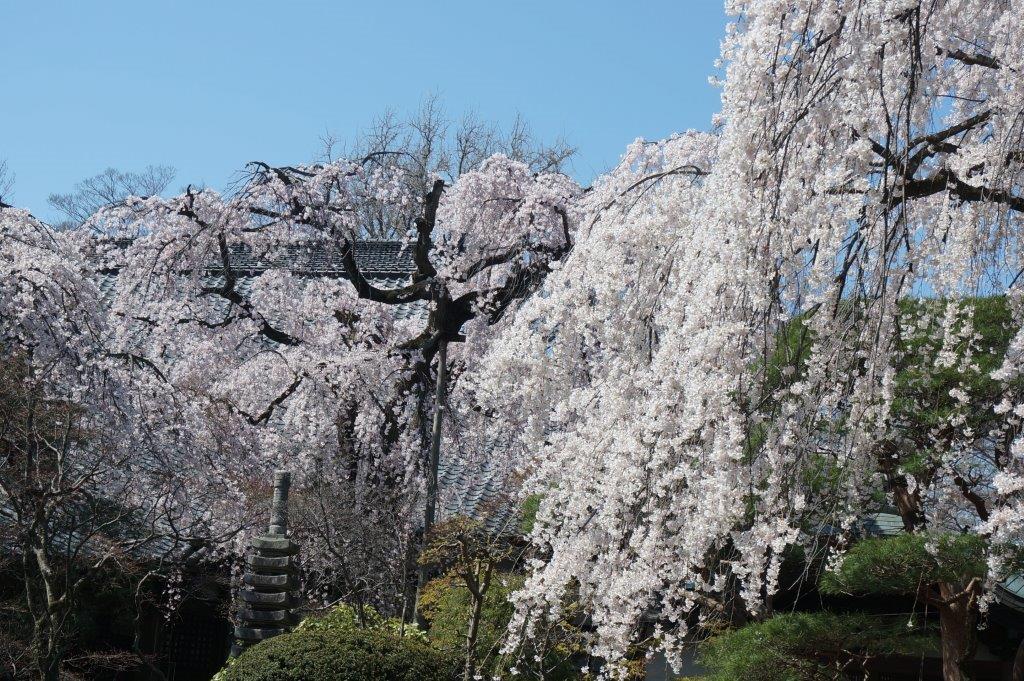 川越も桜満開♪