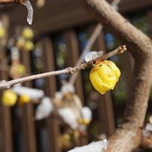 松居一代さんの息子のアトピーを治した、中国の漢方医の思い出 その２