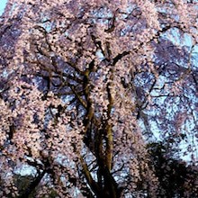 桜から「気」をもらう。