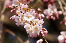 風邪をひいてアトピーが悪化したら・・