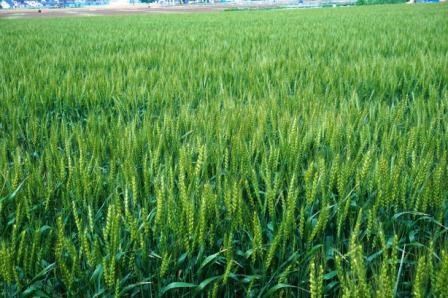 時は悲しみをいやす