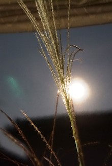 月は不妊を助ける女神