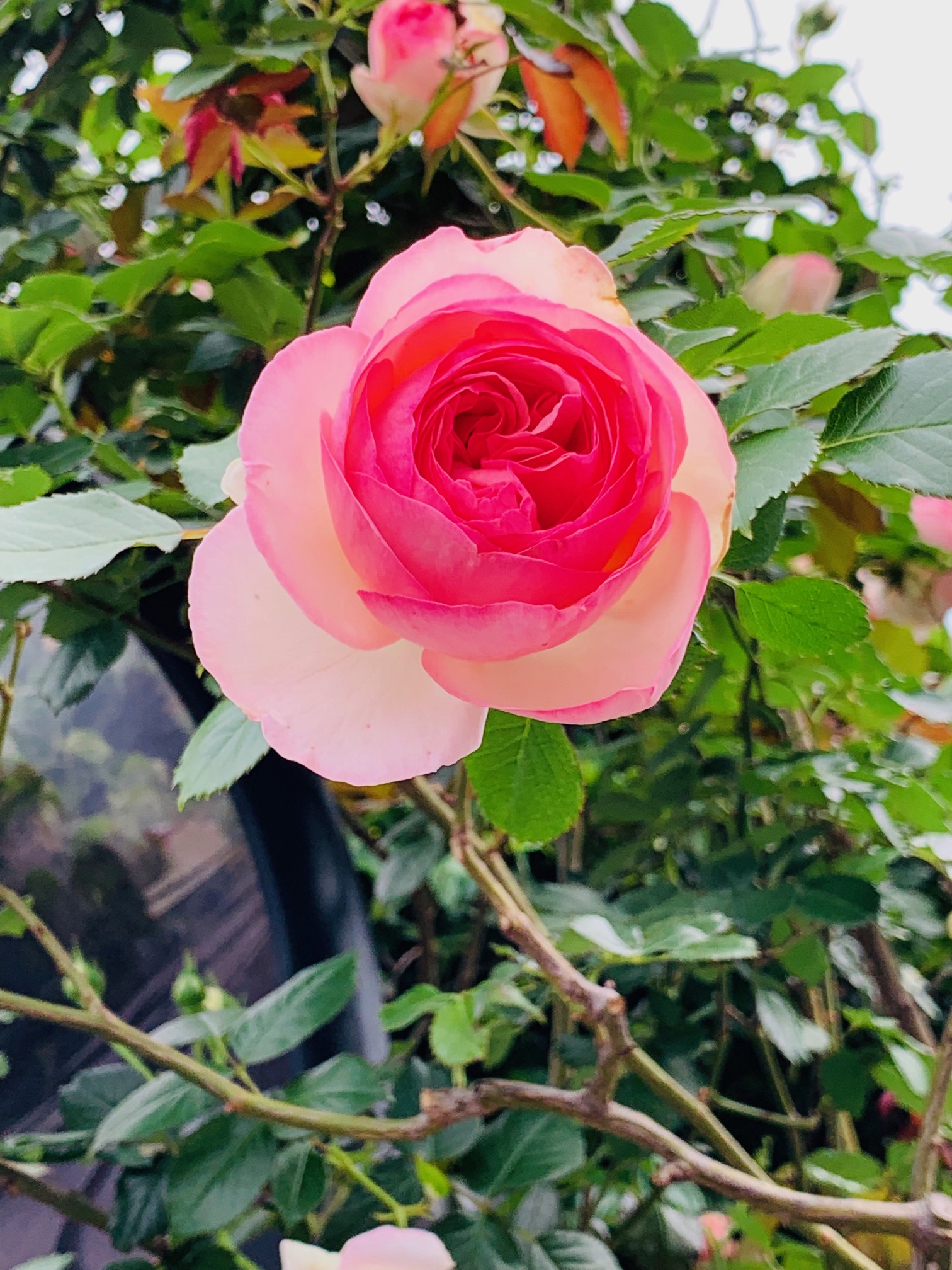 5月のバラは生きる輝き