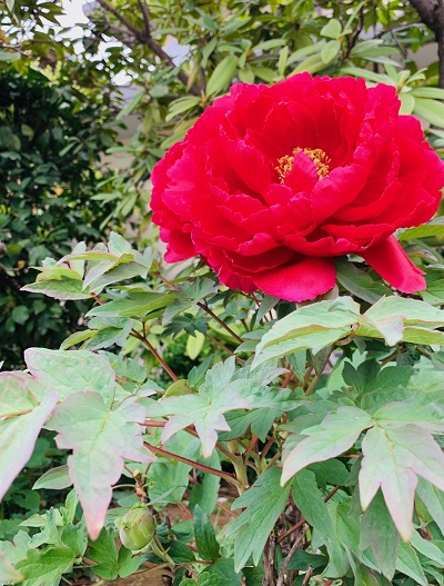 意外とよく効く、出血に漢方薬