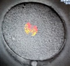 受精卵を育てる大事な亜鉛