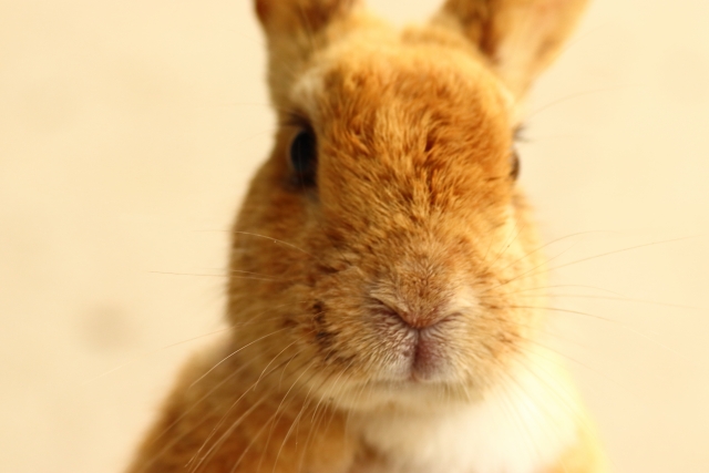 楽しいLINEビデオ漢方相談