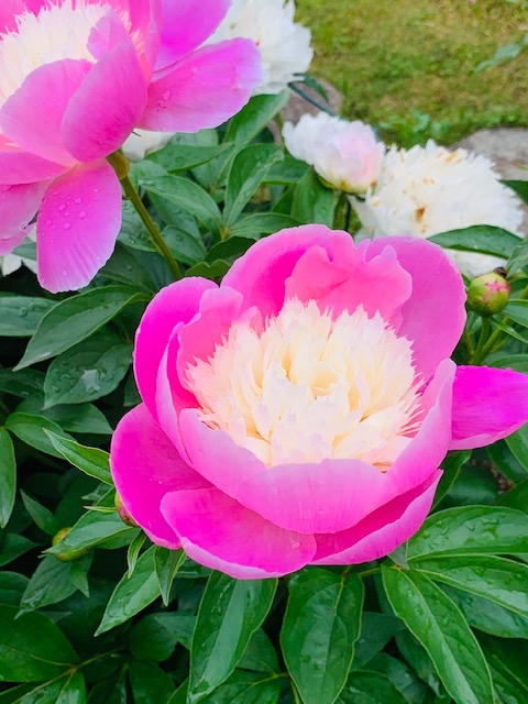 人は忘れる動物