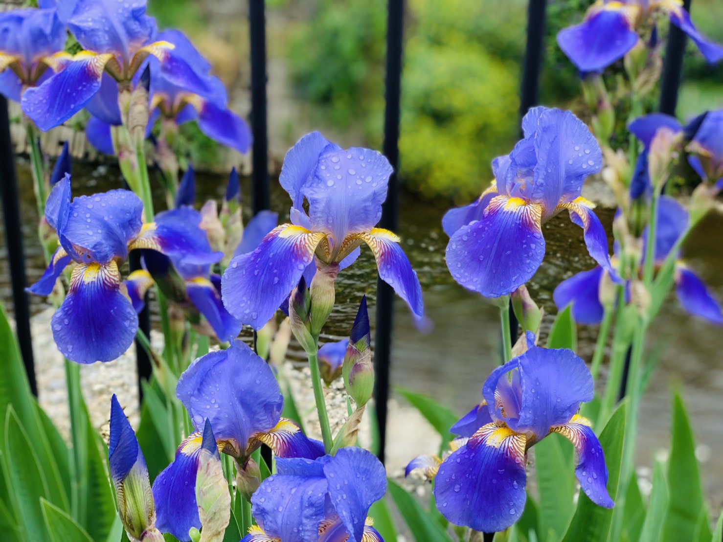 石の上に咲く菖蒲