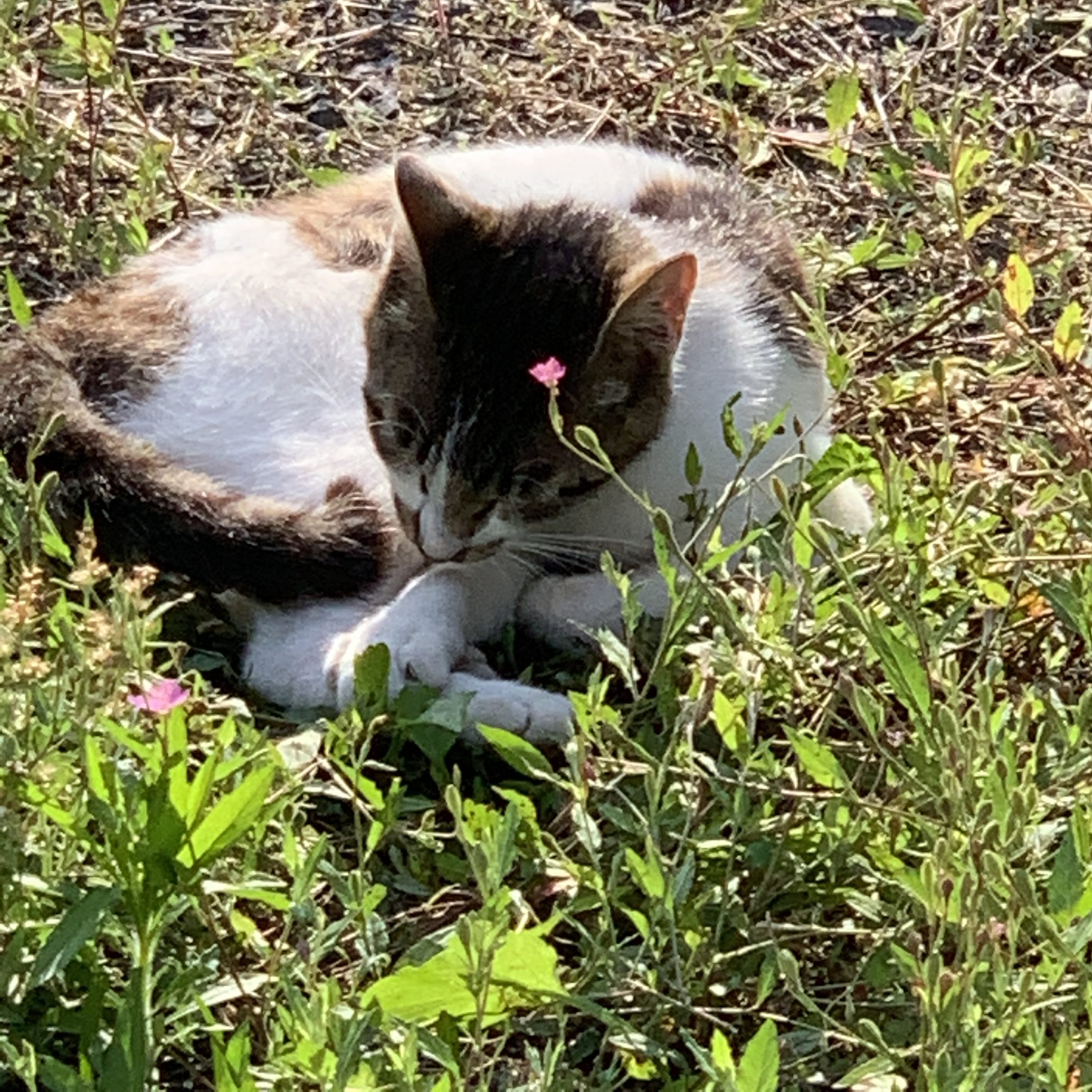 猫のように無心になれると良いですね。