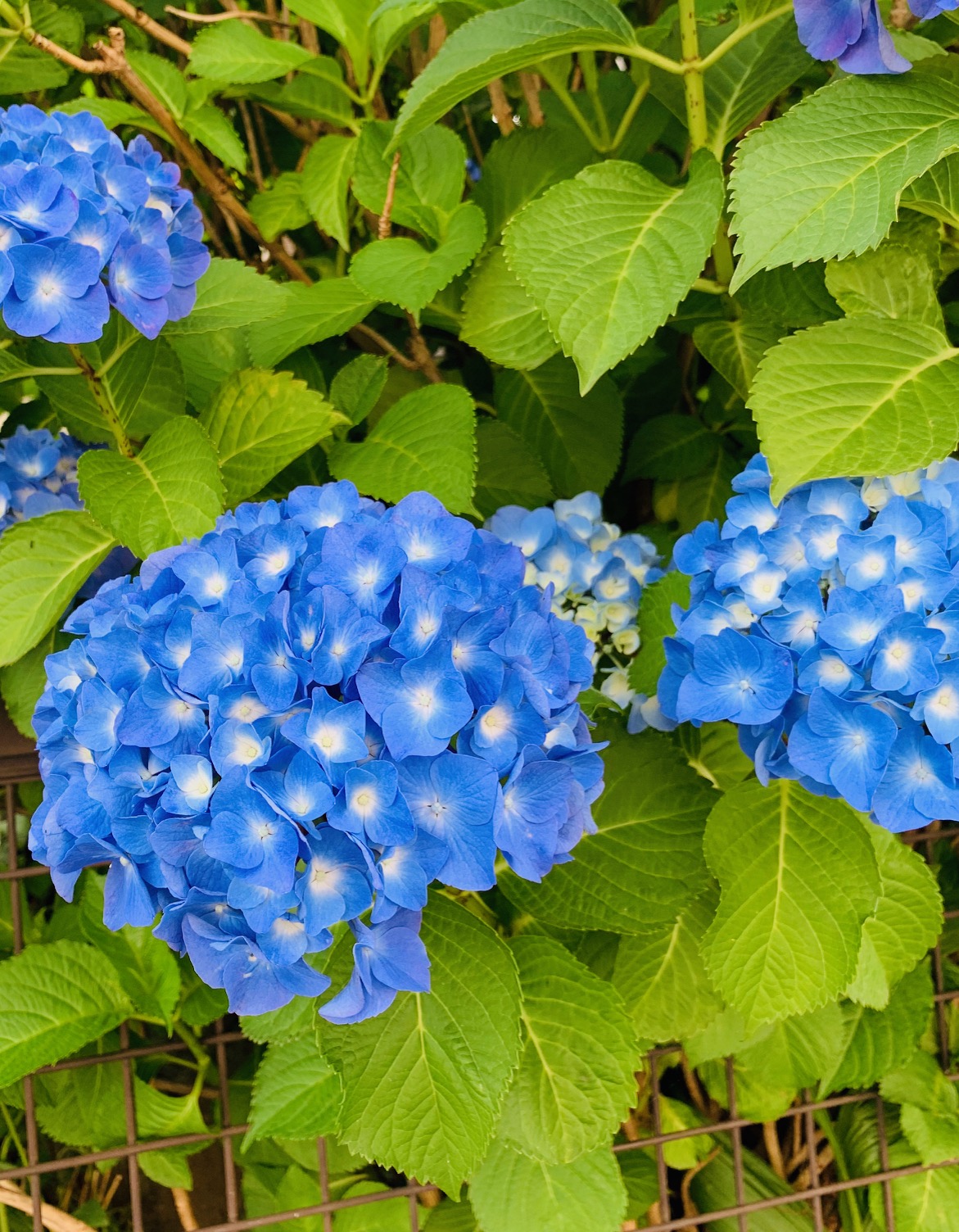 「漢方にすがる　思いの　走り梅雨」