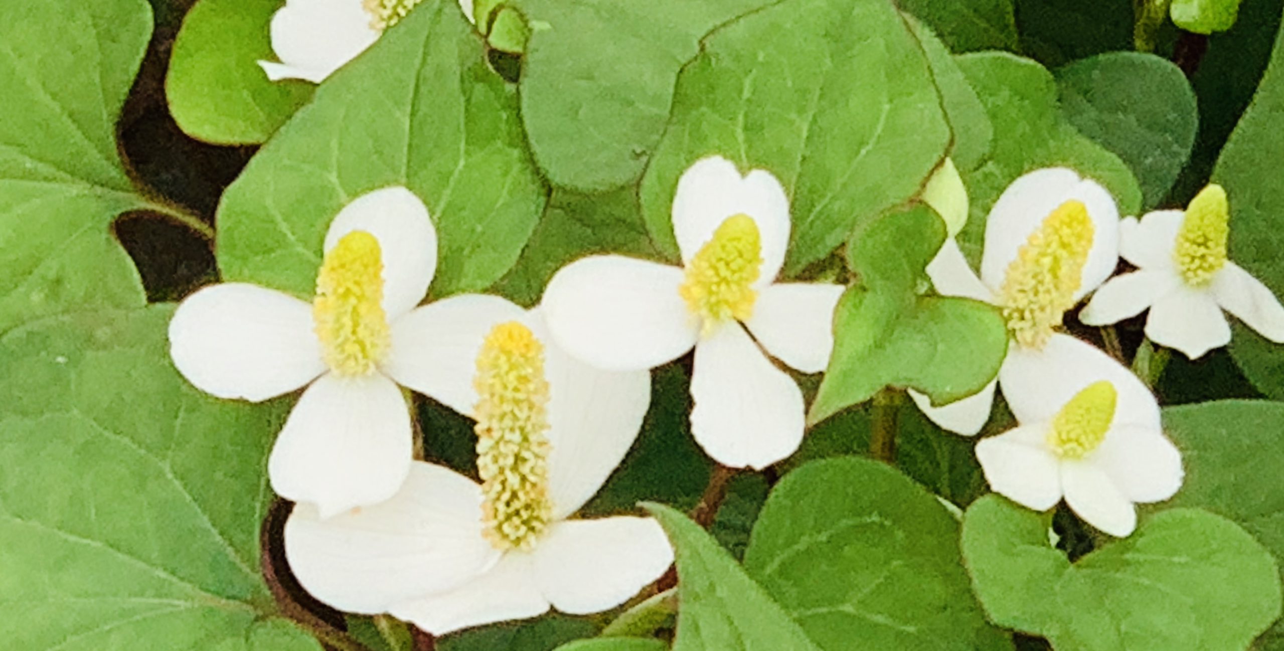 十の薬という、臭い葉をご存知ですか？