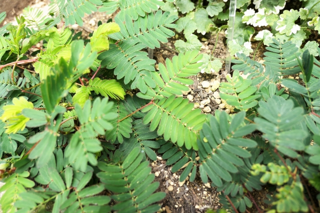 オジギソウは眠る？