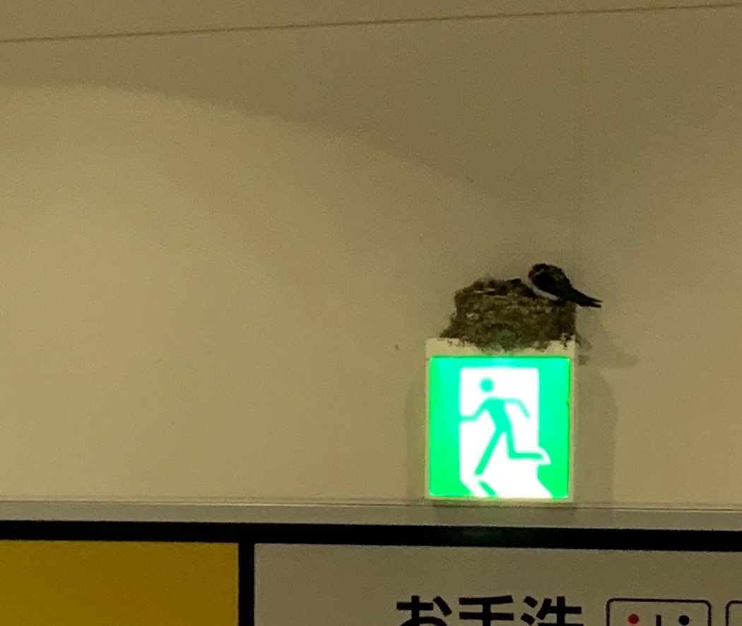 かおりんの養生茶Labo2020その①