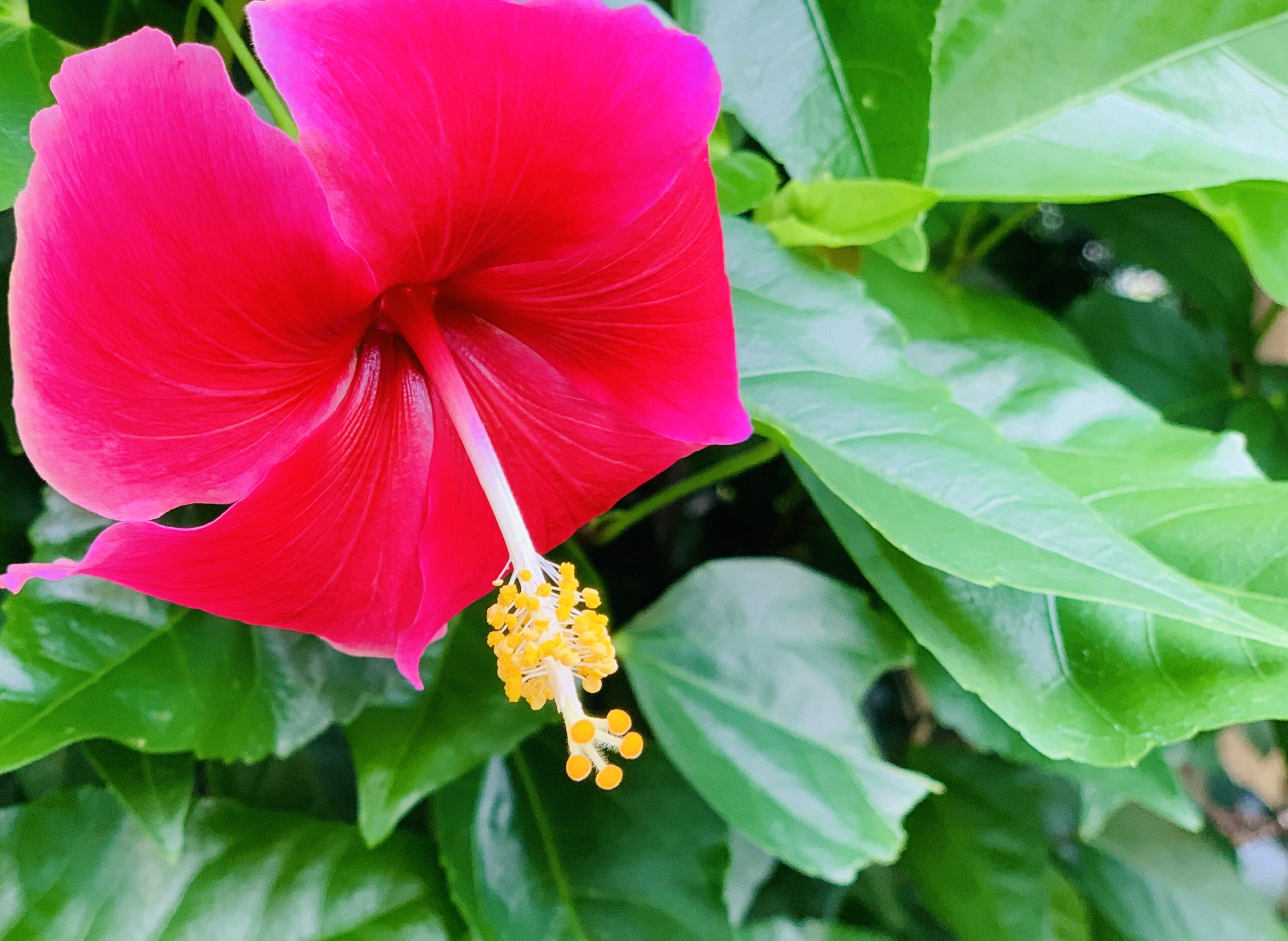 元気をくれる、娘の形見ハイビスカス