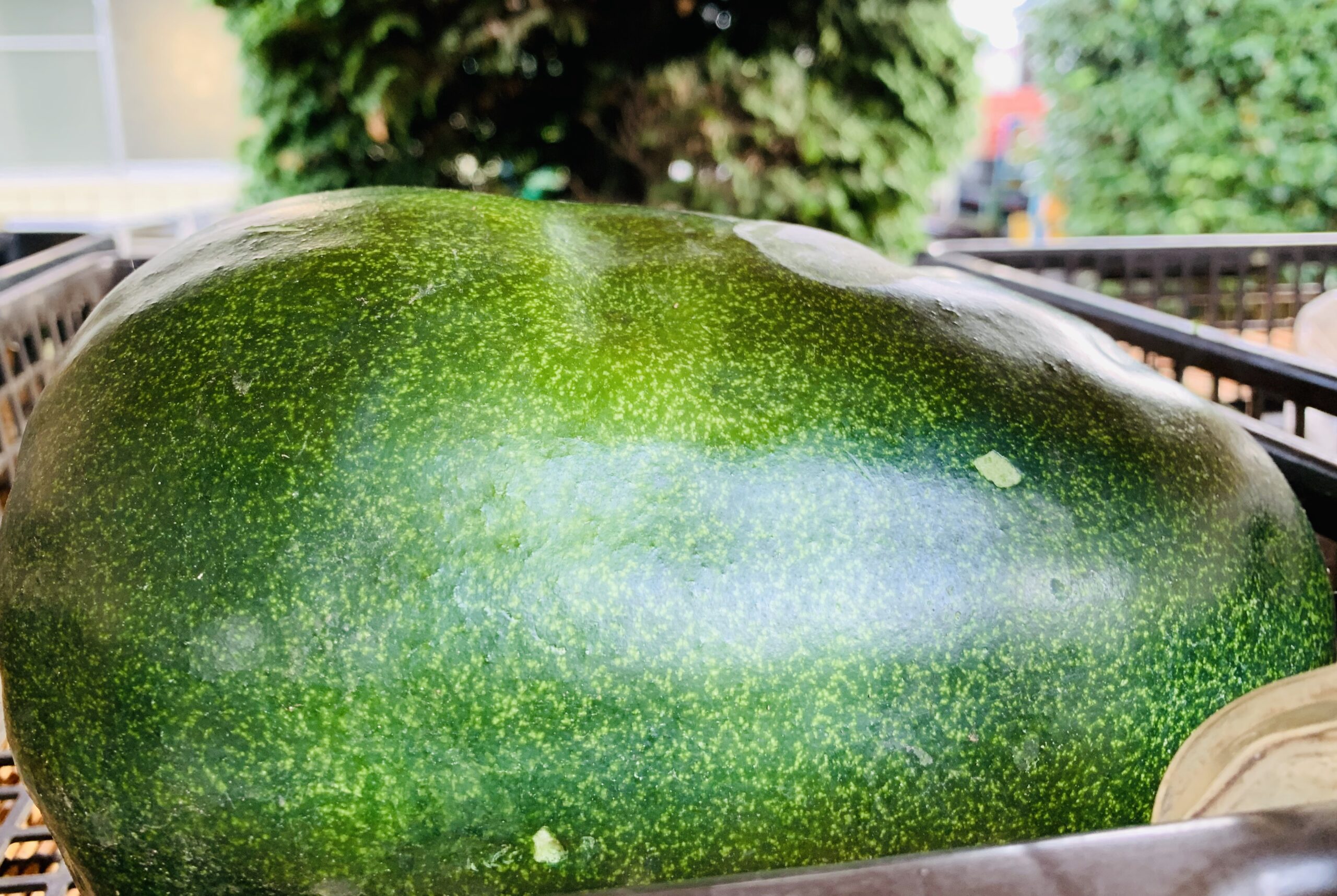 疲れやダイエットにもおすすめの夏に採れるウリ