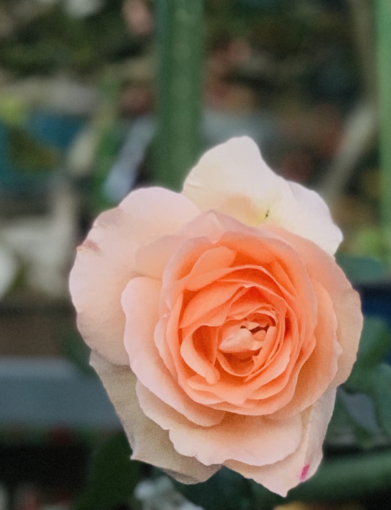 元気な赤ちゃんを授かるためには。