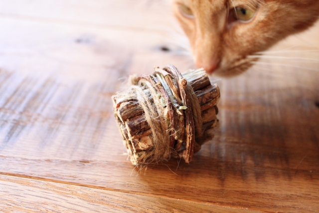 マタタビは漢方薬