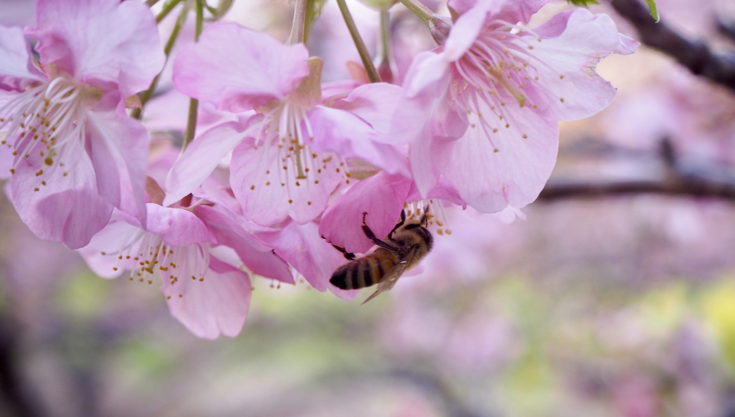 料理に蜂蜜を使ってみませんか。