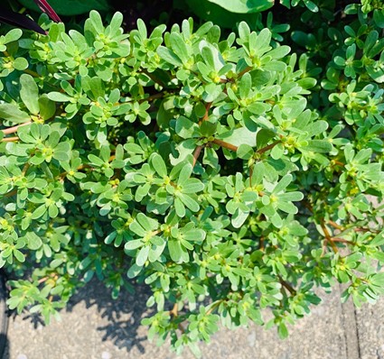 栄養たっぷりの五色のお野菜