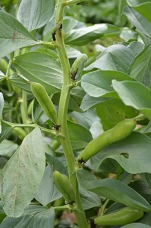 空に向かって育つ梅雨時におすすめの食材
