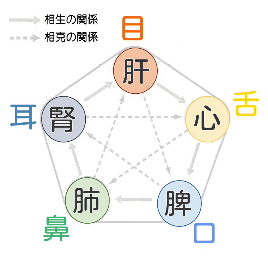 アトピー性皮膚炎と中医学で考える五臓の関係