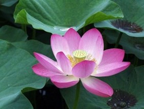 アトピーで眠れない方に・・・