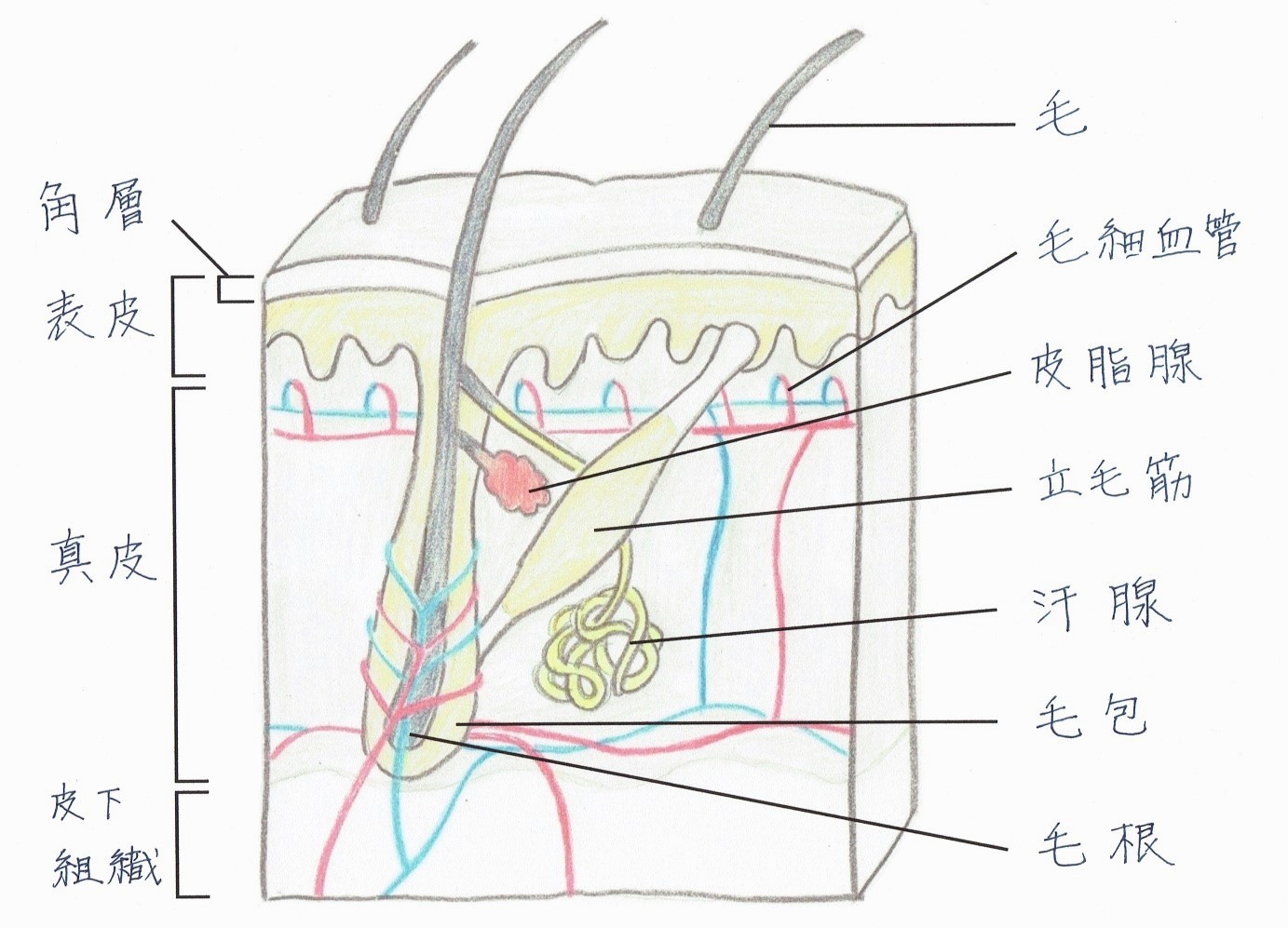 皮膚のすごい働き