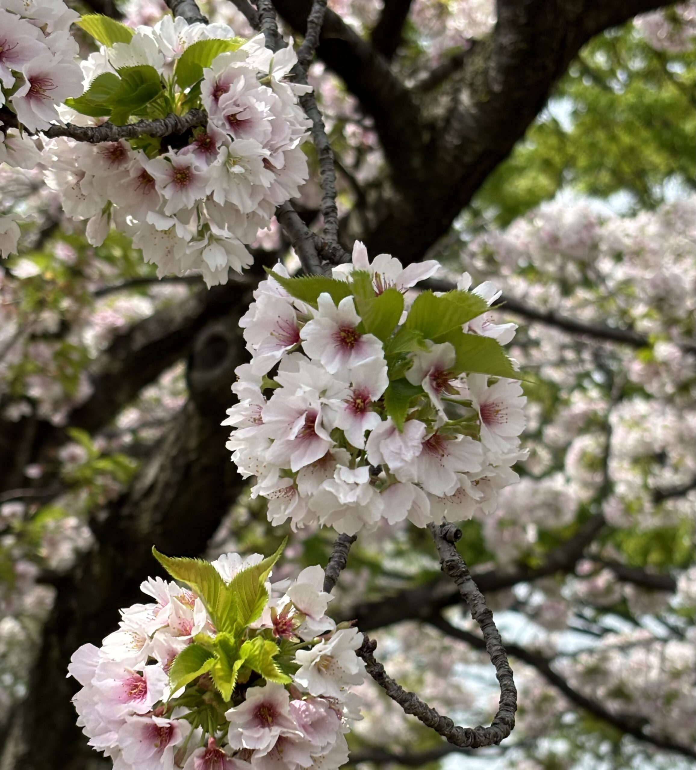 桜は花も葉も楽しめ、皮は漢方薬